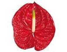 ΑΝΘΟΥΡΙΑ ΚΟΚΚΙΝΑ 11εκ. ANTHURIUM  ETERNO 11cm